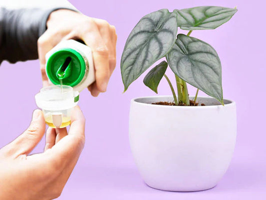 Do Houseplants need fertilizer? - HouseplantExperience.com