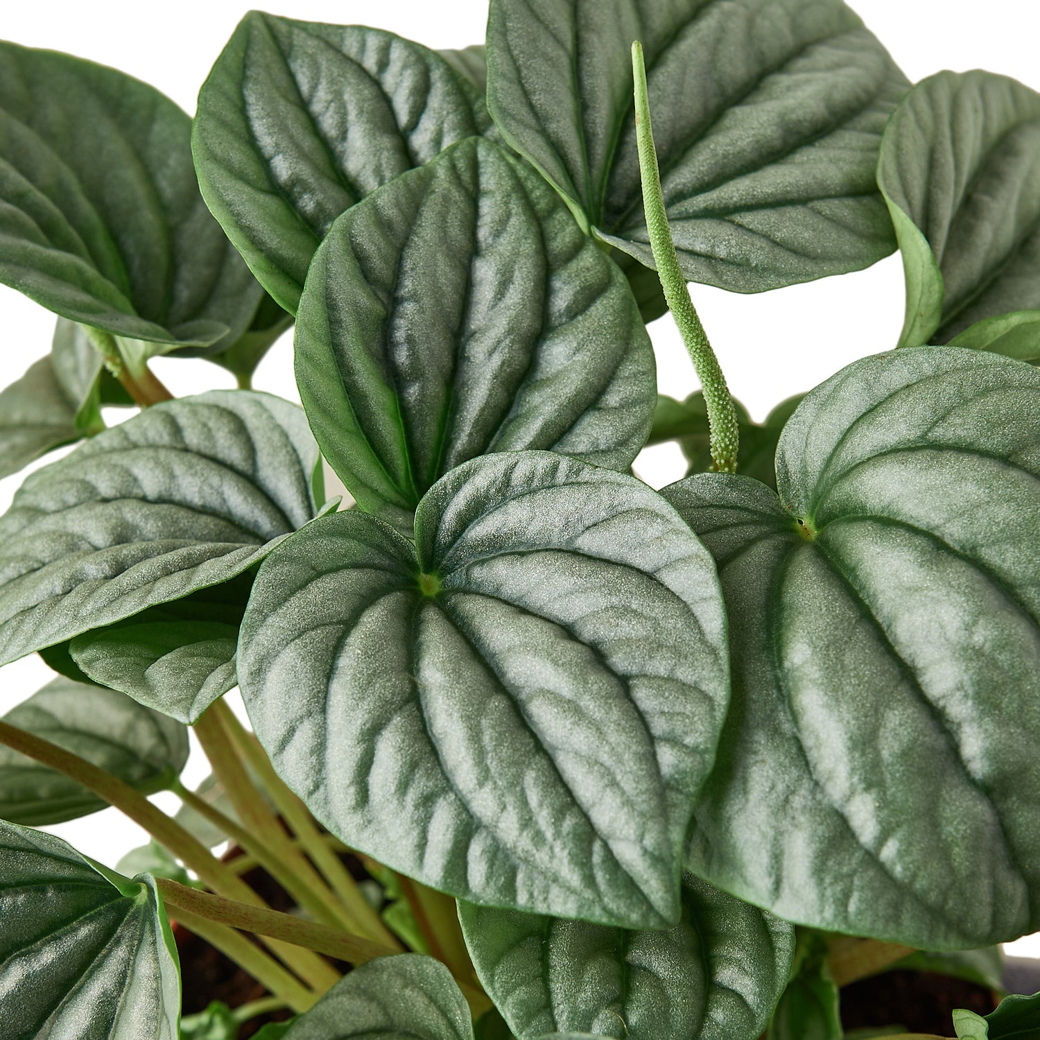 Shop Your Online HousePlant Shop