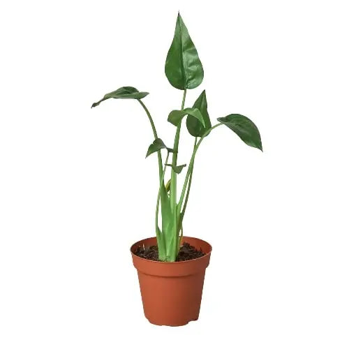 Alocasia Tiny Dancer HouseplantExperience.com