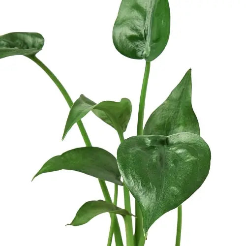 Alocasia Tiny Dancer HouseplantExperience.com