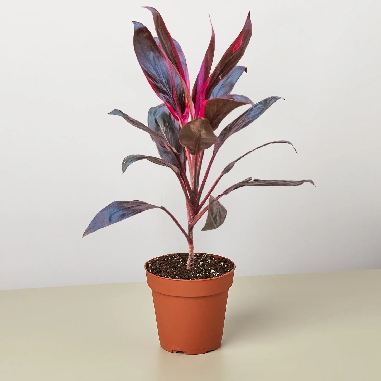 Cordyline Calypso Queen HouseplantExperience.com