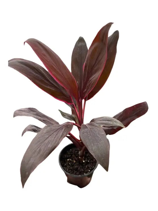 Cordyline Calypso Queen HouseplantExperience.com