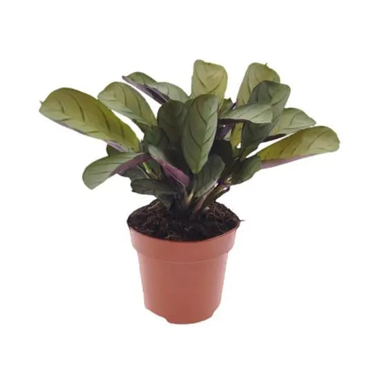 Ctenanthe burle-marxii Amagris HouseplantExperience.com