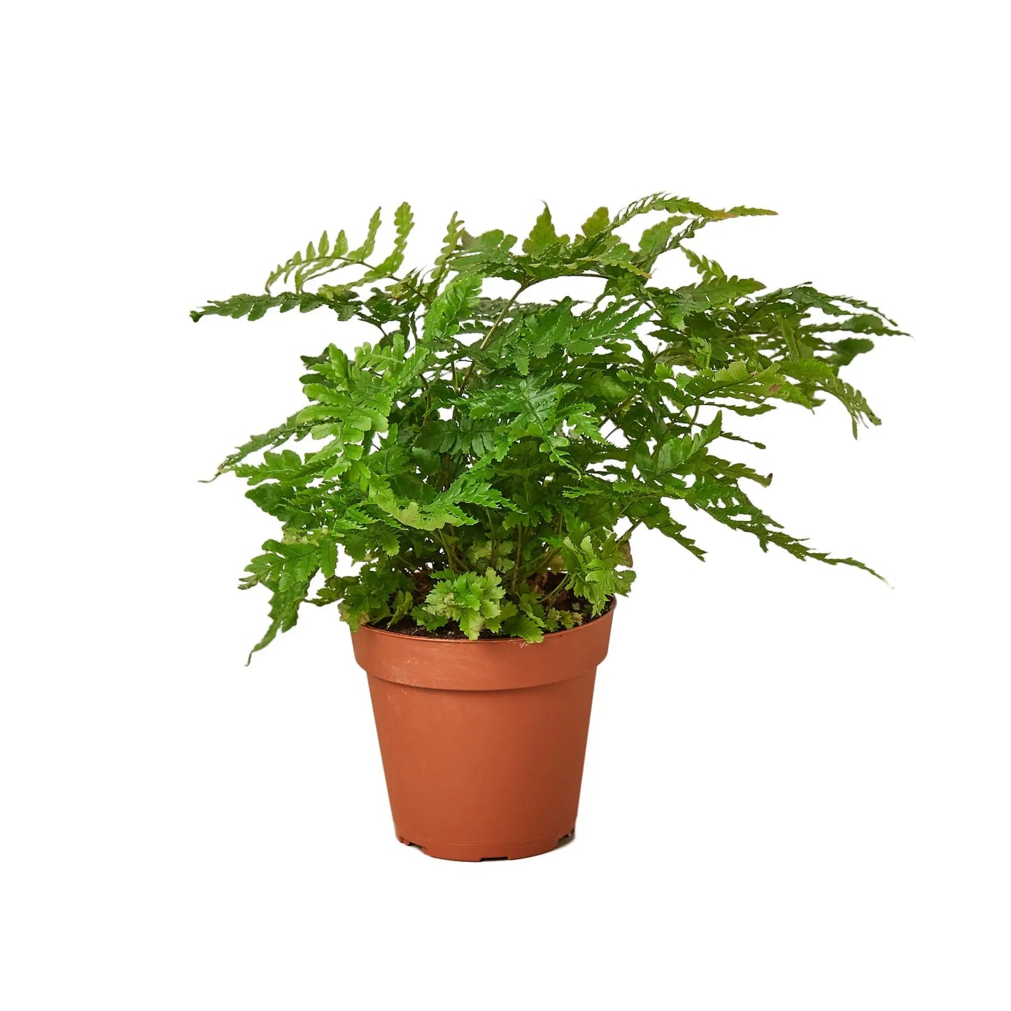 Fern Autumn HouseplantExperience.com