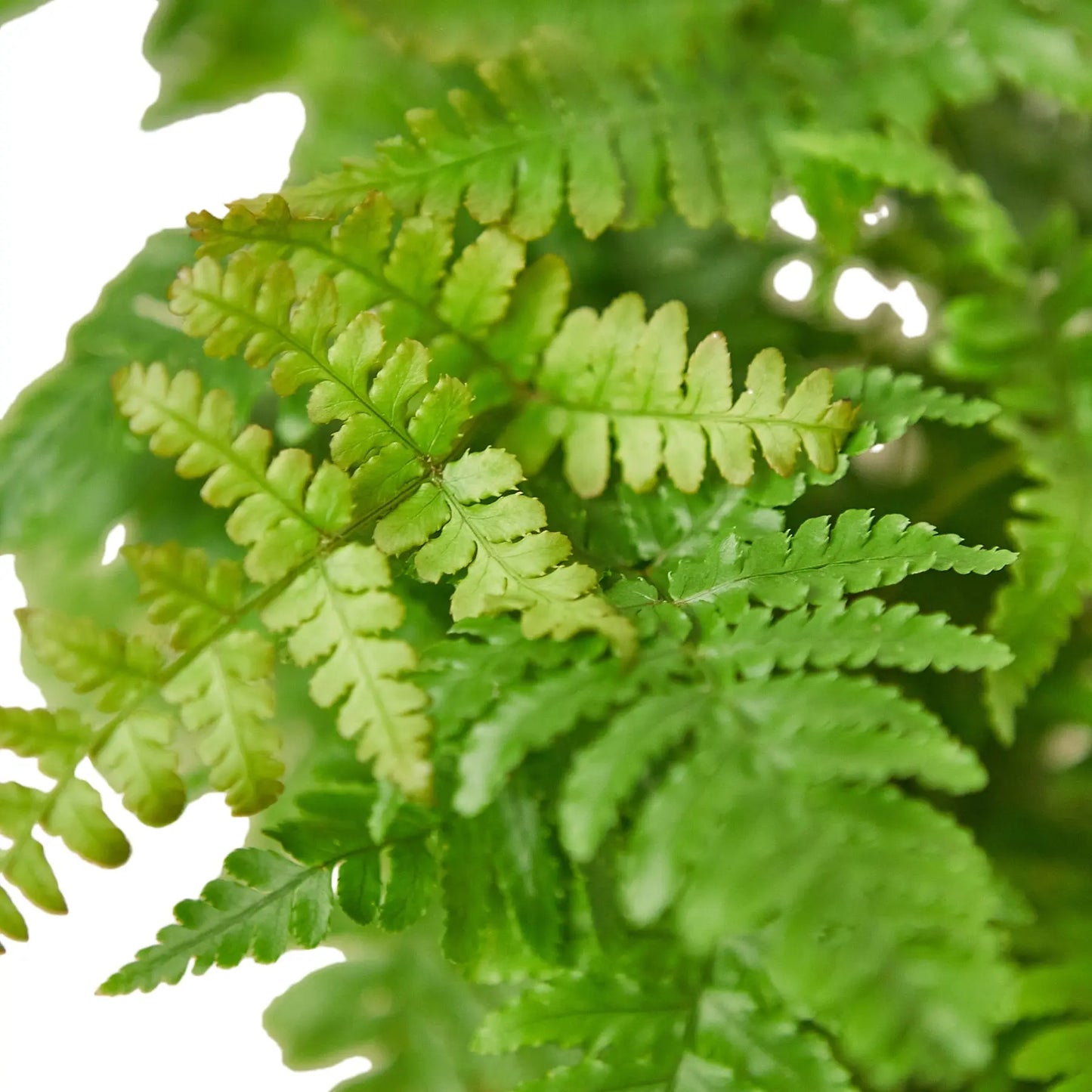 Fern Autumn HouseplantExperience.com