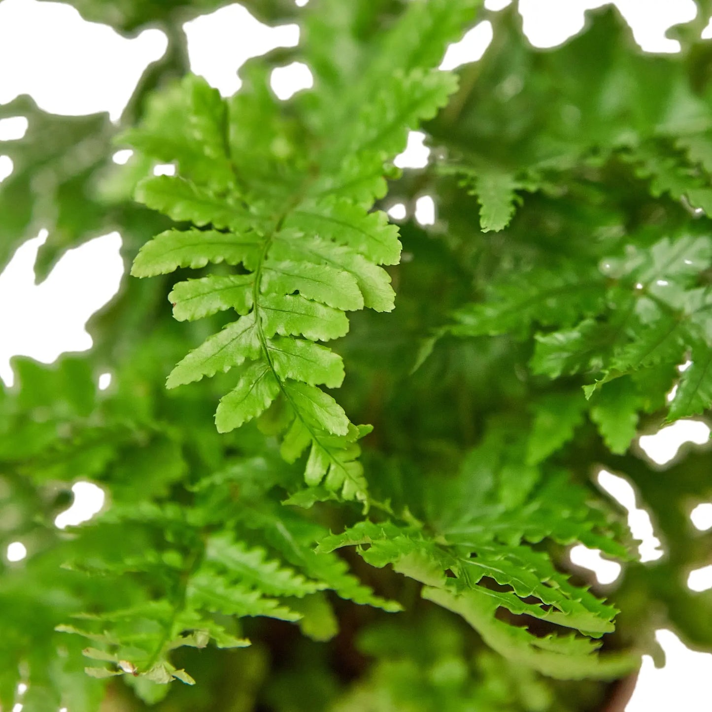 Fern Autumn HouseplantExperience.com