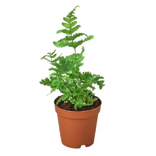 Fern Autumn HouseplantExperience.com