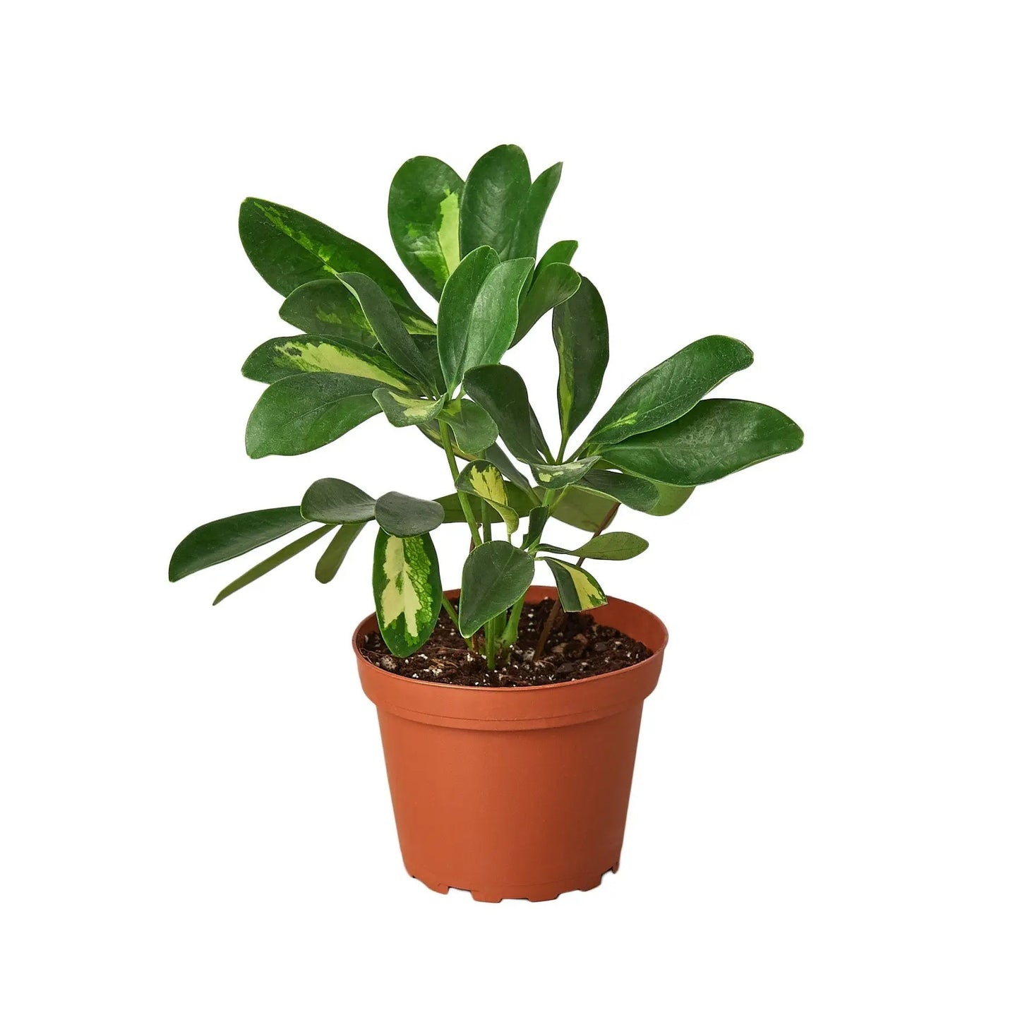 Schefflera Arboricola Variegated Umbrella HouseplantExperience.com