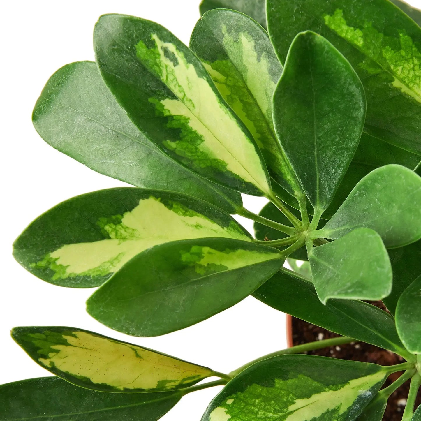 Schefflera Arboricola Variegated Umbrella HouseplantExperience.com