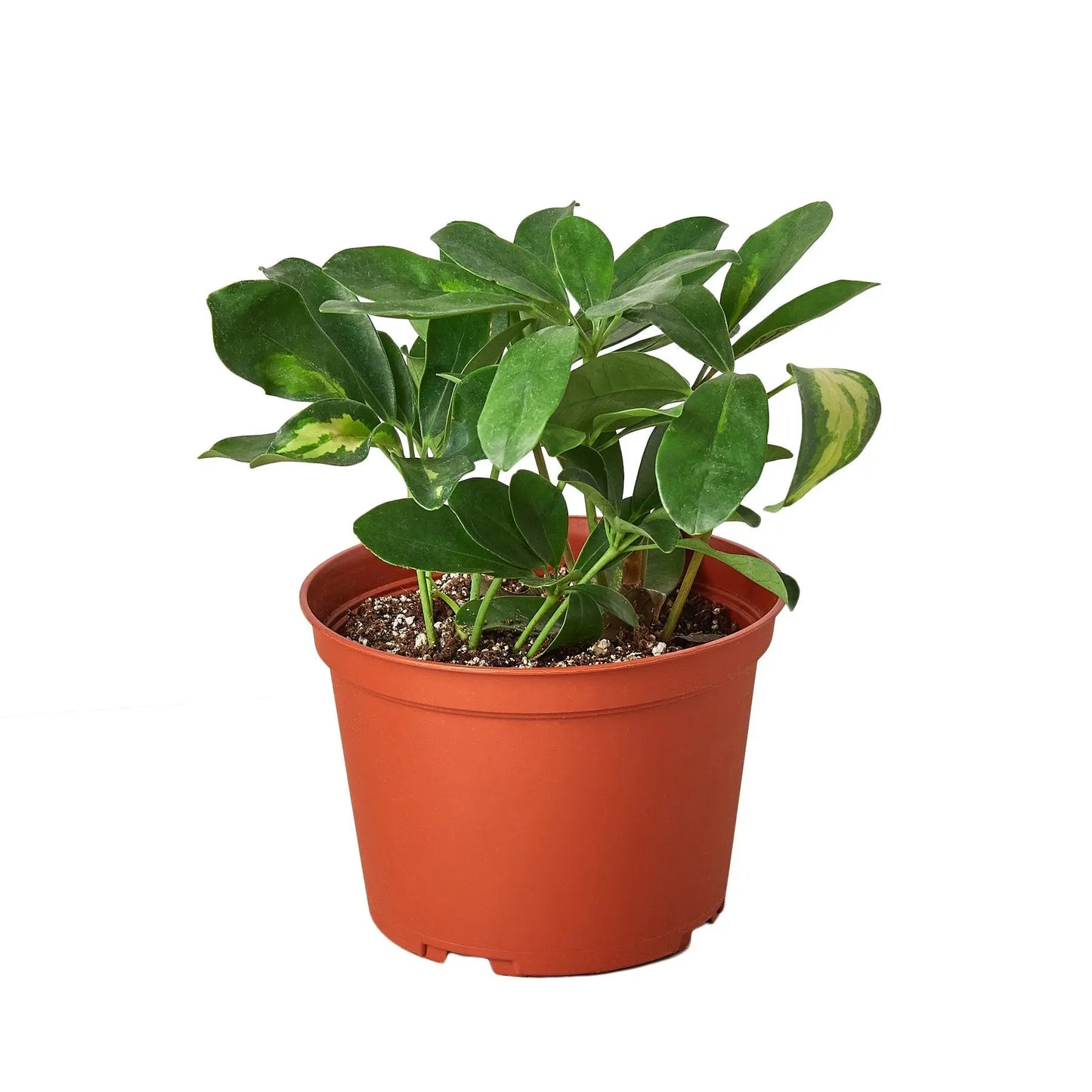 Schefflera Arboricola Variegated Umbrella HouseplantExperience.com