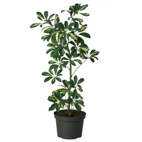 Schefflera Arboricola Variegated Umbrella HouseplantExperience.com