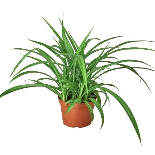 Spider Plant Green HouseplantExperience.com