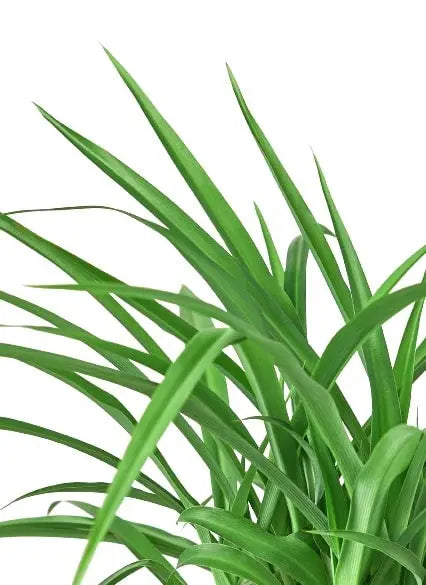 Spider Plant Green HouseplantExperience.com