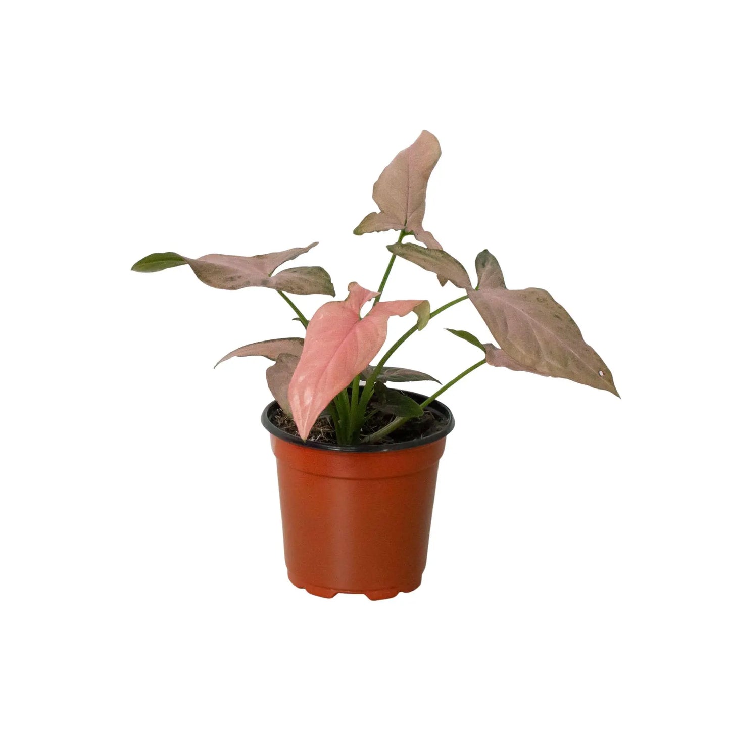 Syngonium Pink Splash HouseplantExperience.com