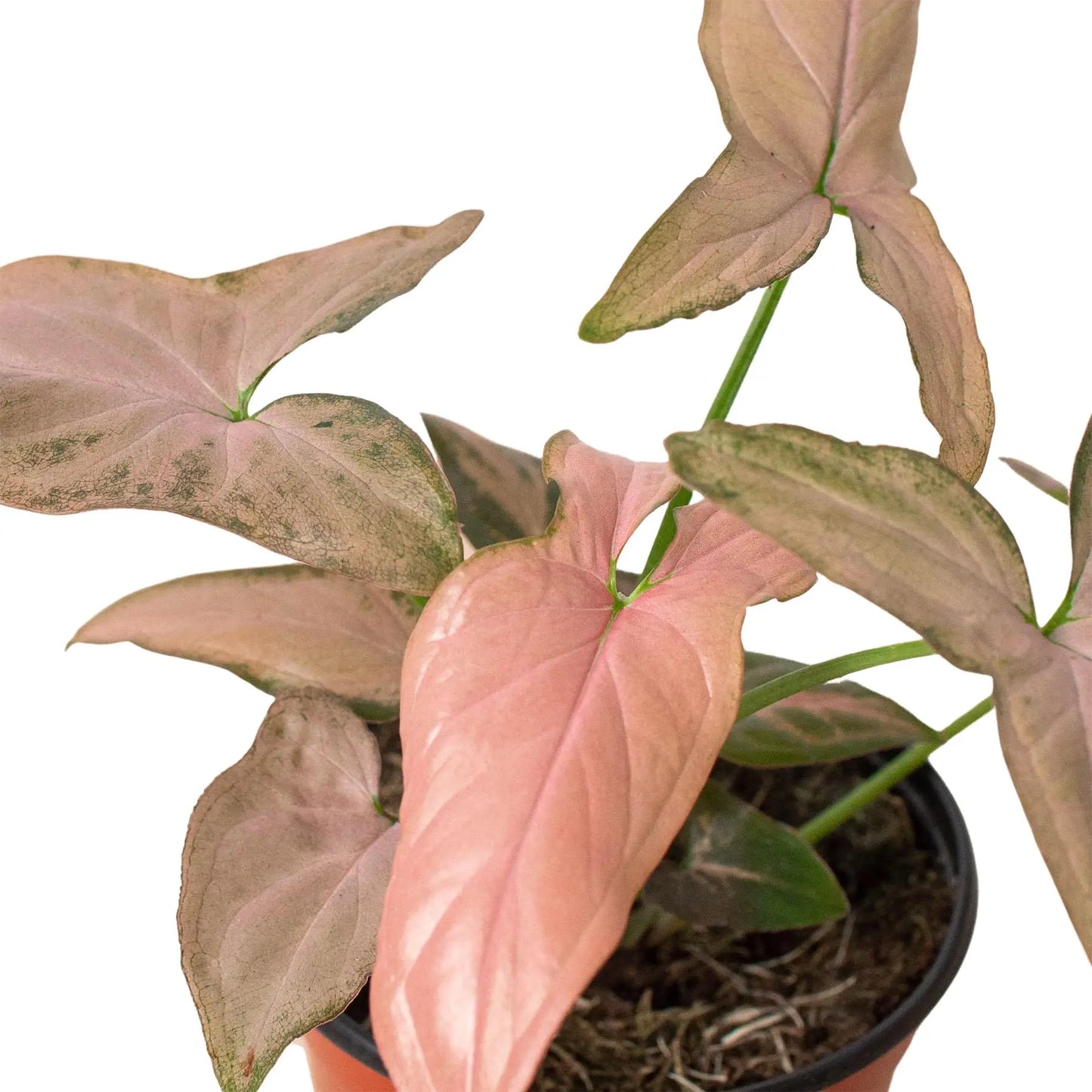 Syngonium Pink Splash HouseplantExperience.com
