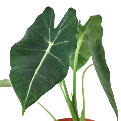 Alocasia Micholitziana 'Frydek' Alocasia Micholitziana 'Frydek' HouseplantExperience.com