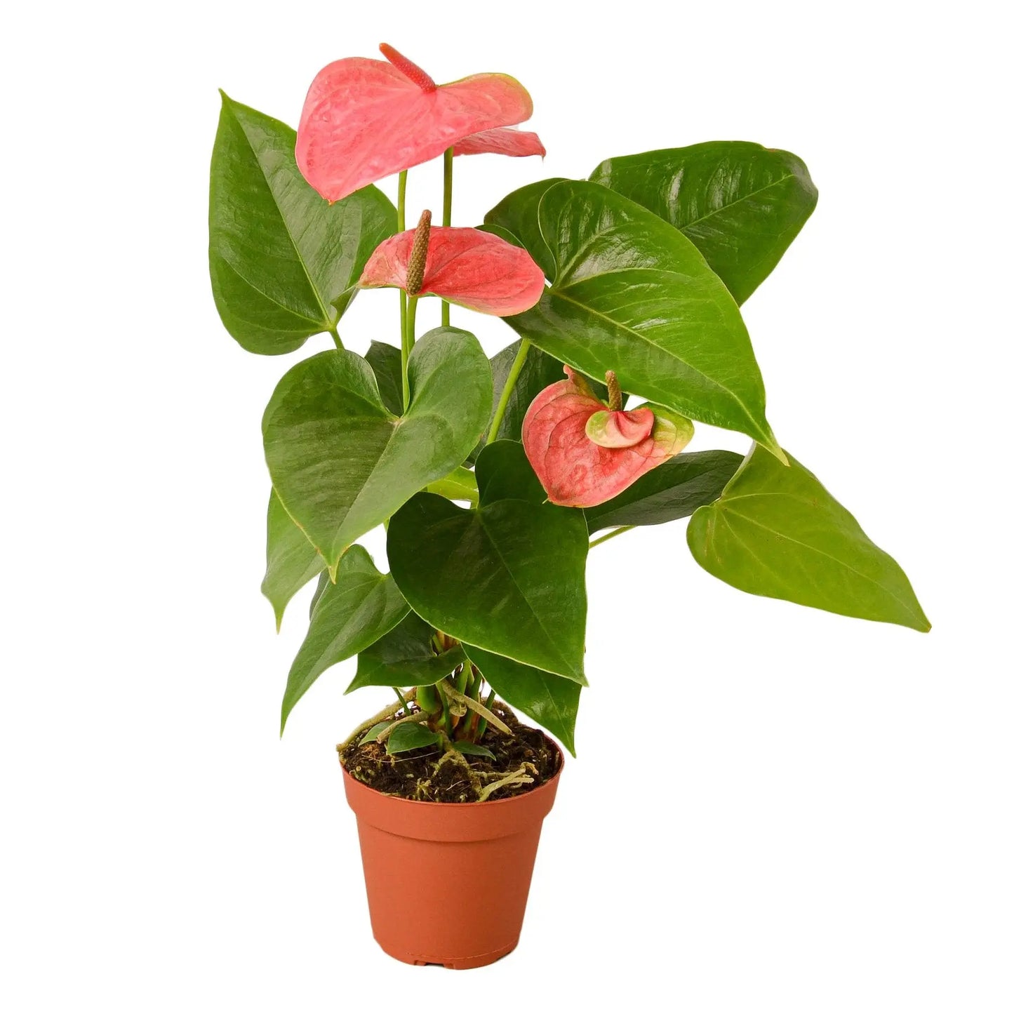 Anthurium Pink HouseplantExperience.com
