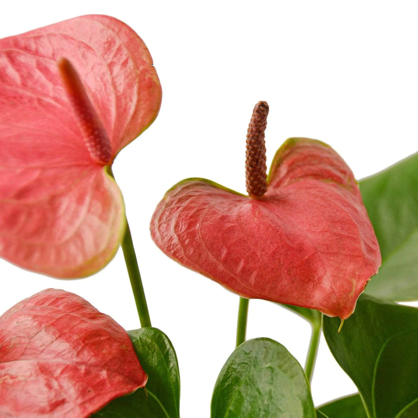 Anthurium Pink HouseplantExperience.com
