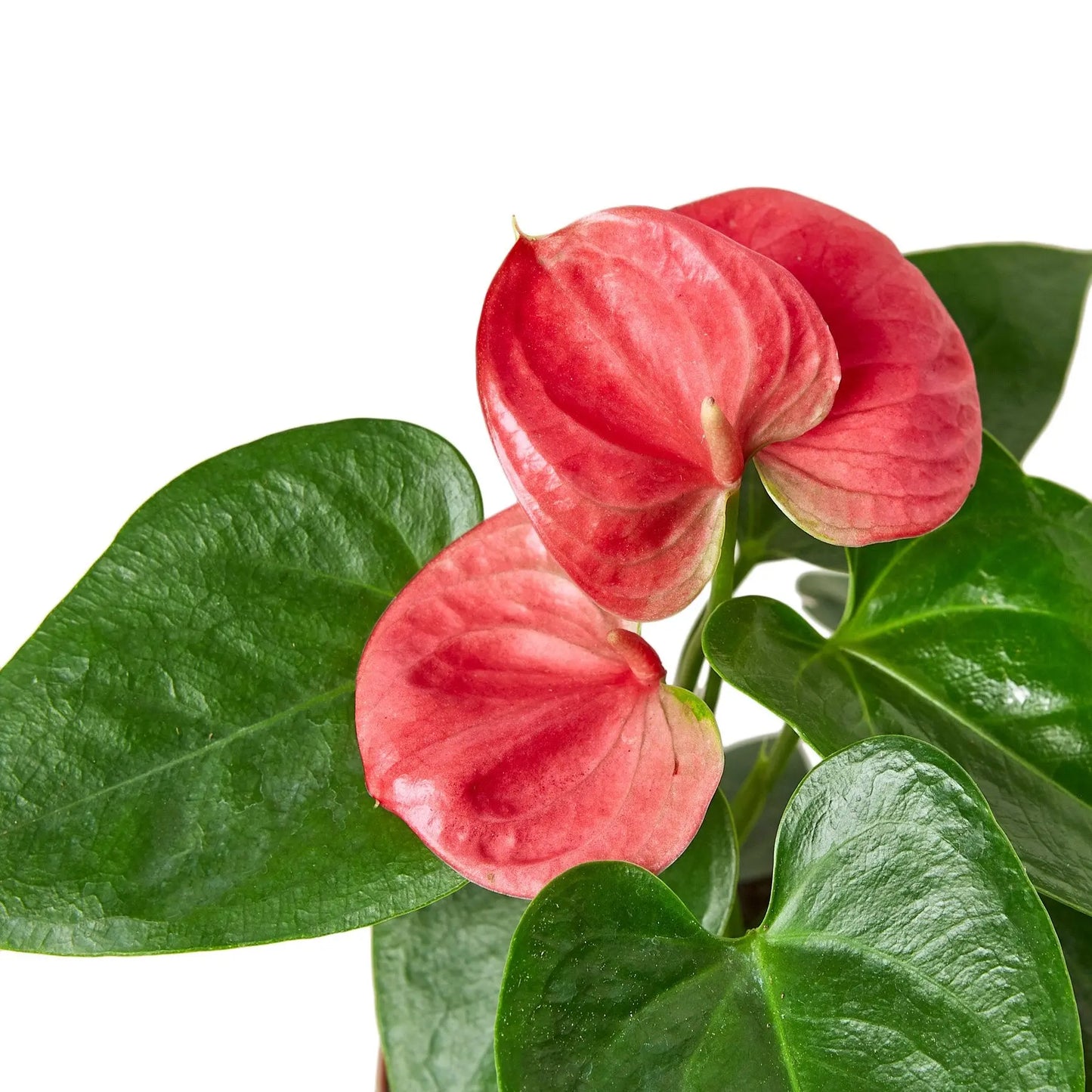 Anthurium Pink HouseplantExperience.com
