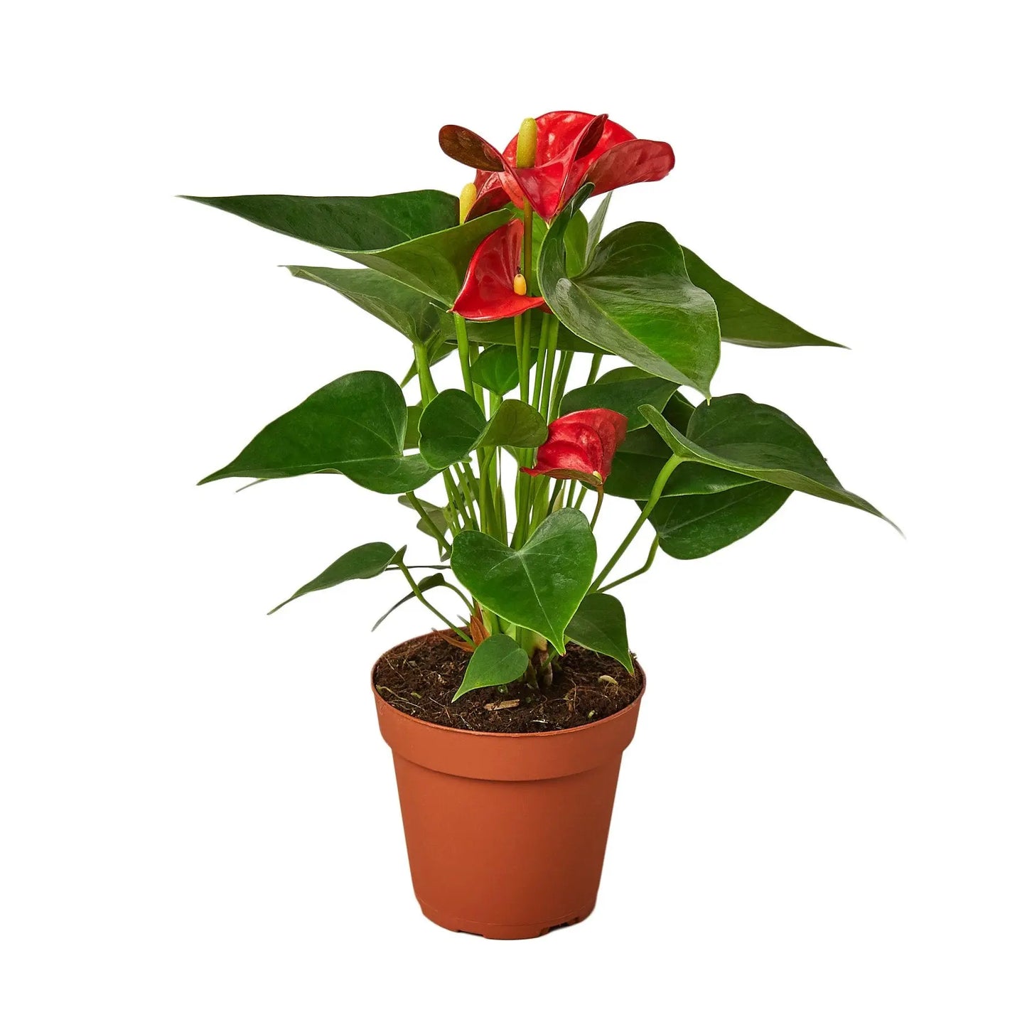 Anthurium Red Anthurium Red HouseplantExperience.com