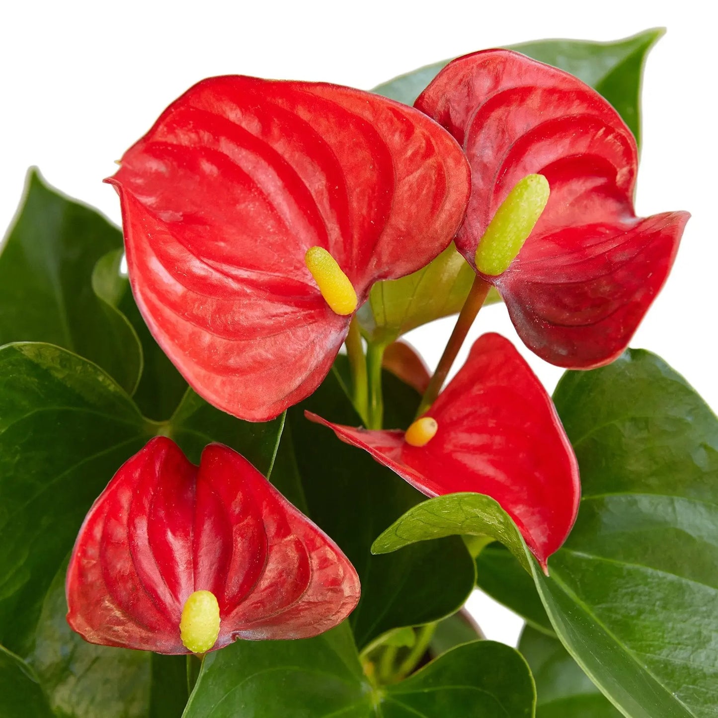 Anthurium Red Anthurium Red HouseplantExperience.com