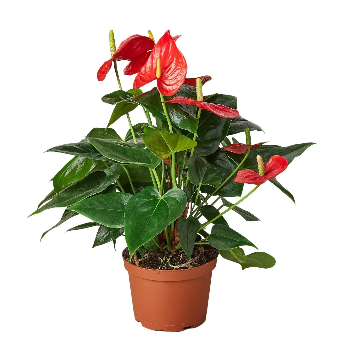 Anthurium Red Anthurium Red HouseplantExperience.com