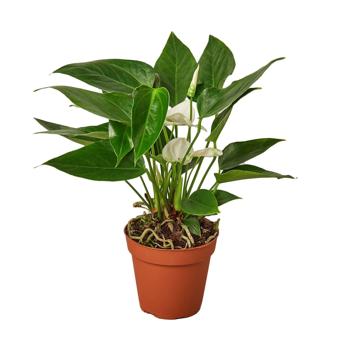 Anthurium White HouseplantExperience.com