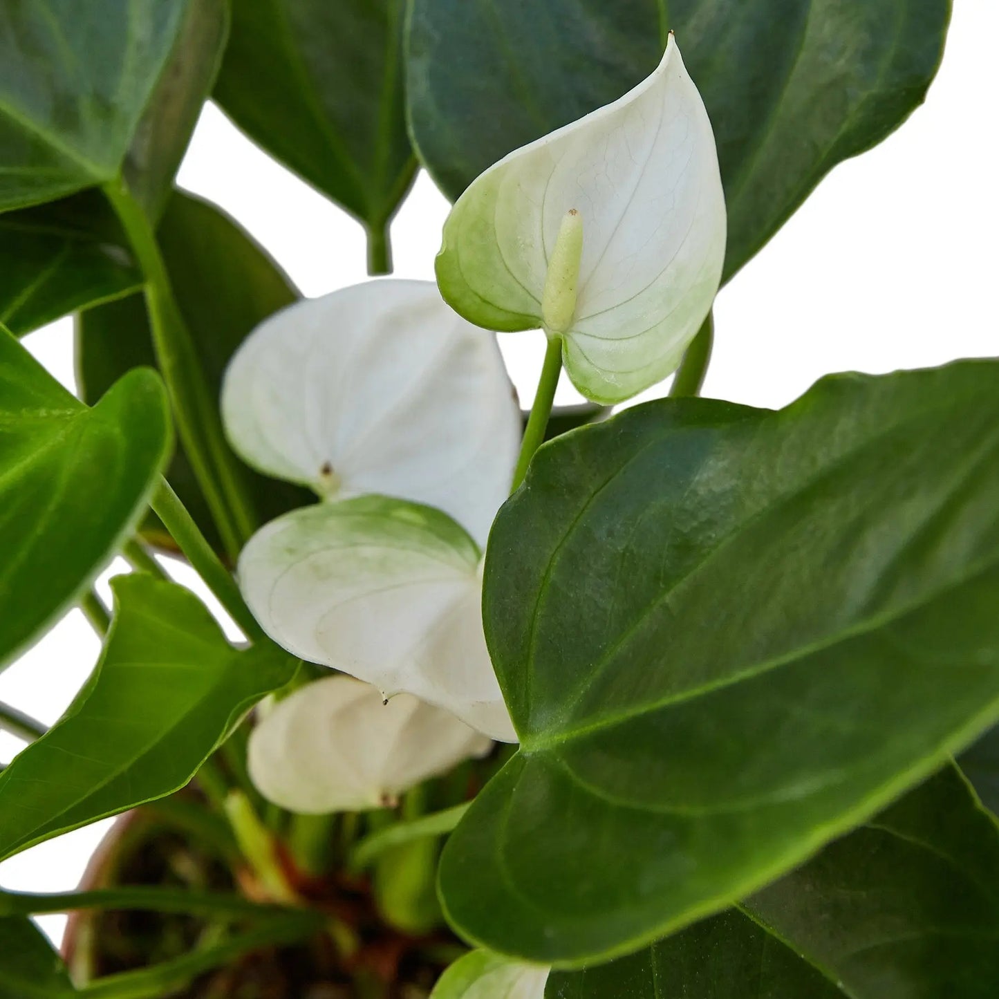 Anthurium White HouseplantExperience.com