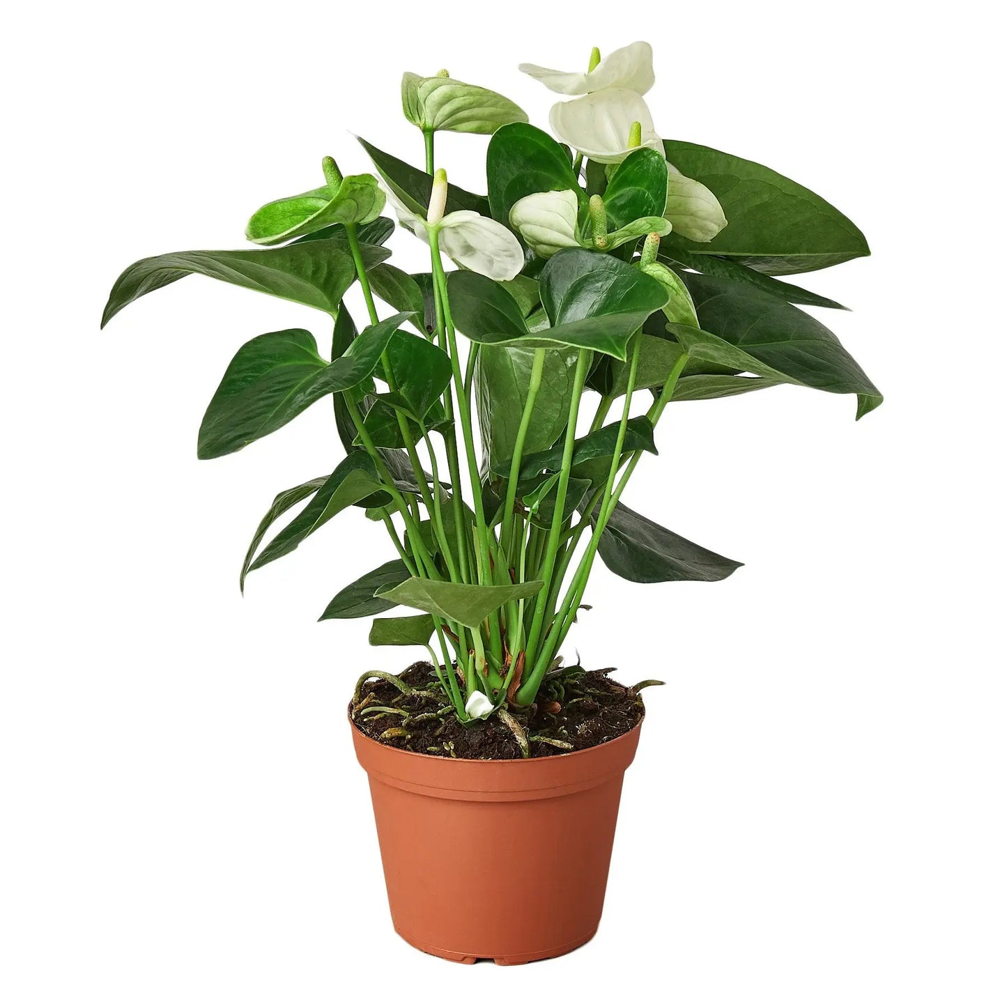 Anthurium White HouseplantExperience.com