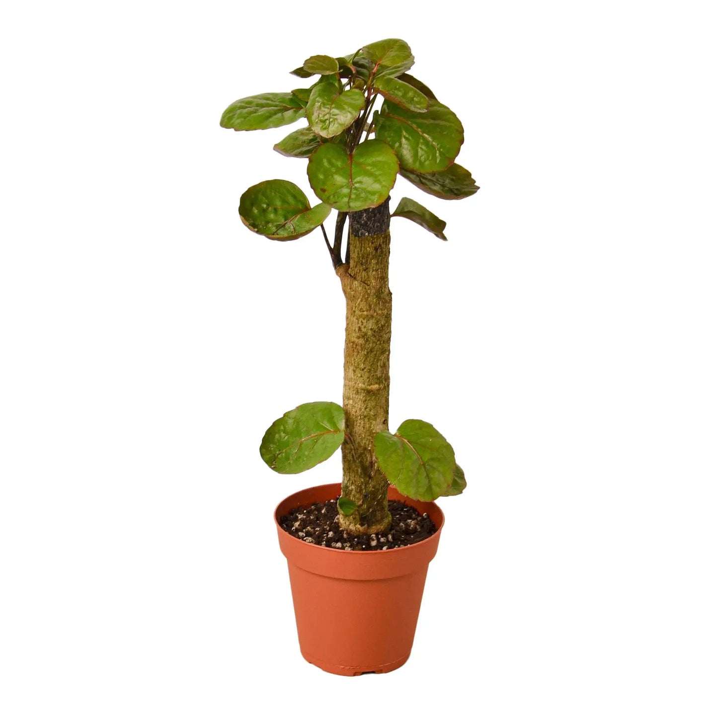 Aralia Fabian Stump Polyscias Scutellaria Aralia Fabian Stump Polyscias Scutellaria HouseplantExperience.com