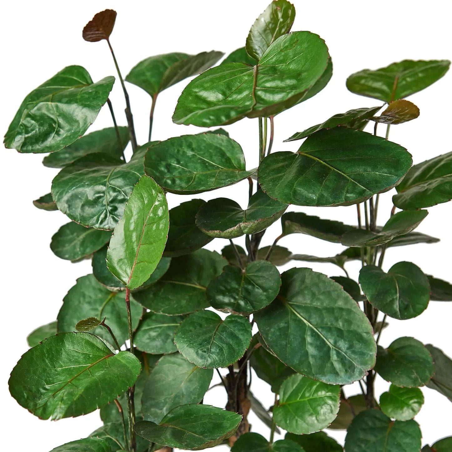 Aralia Fabian Stump Polyscias Scutellaria Aralia Fabian Stump Polyscias Scutellaria HouseplantExperience.com