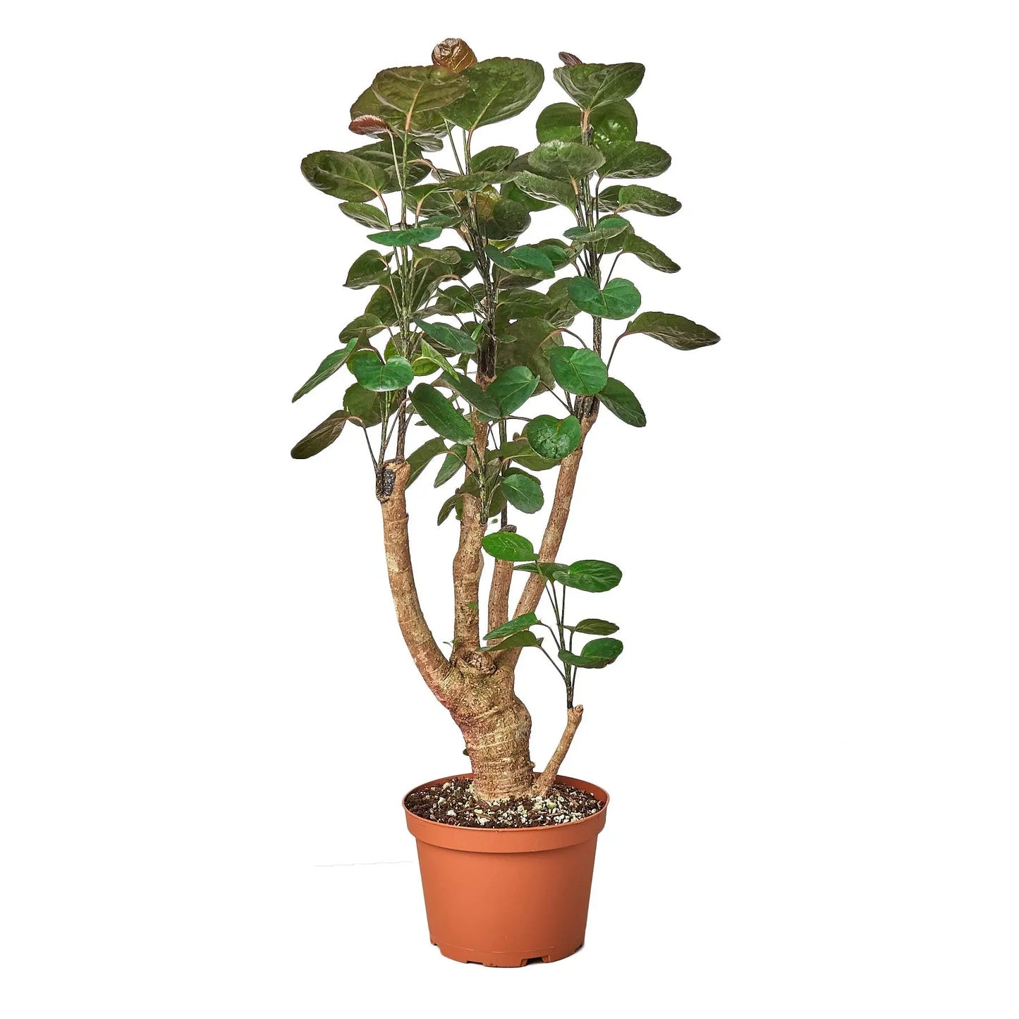 Aralia Fabian Stump Polyscias Scutellaria Aralia Fabian Stump Polyscias Scutellaria HouseplantExperience.com