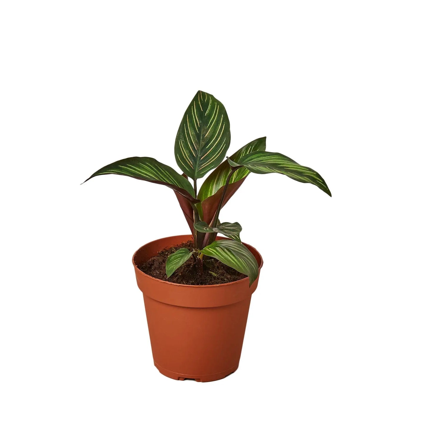 Calathea 'Beauty Star' HouseplantExperience.com