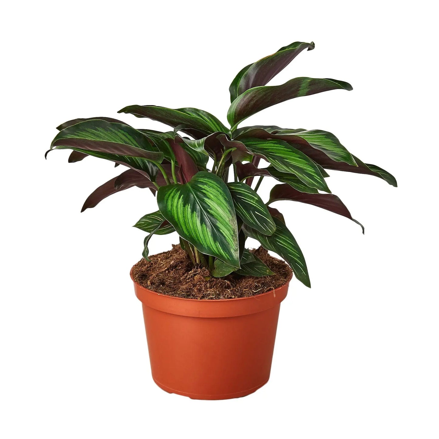 Calathea 'Beauty Star' HouseplantExperience.com