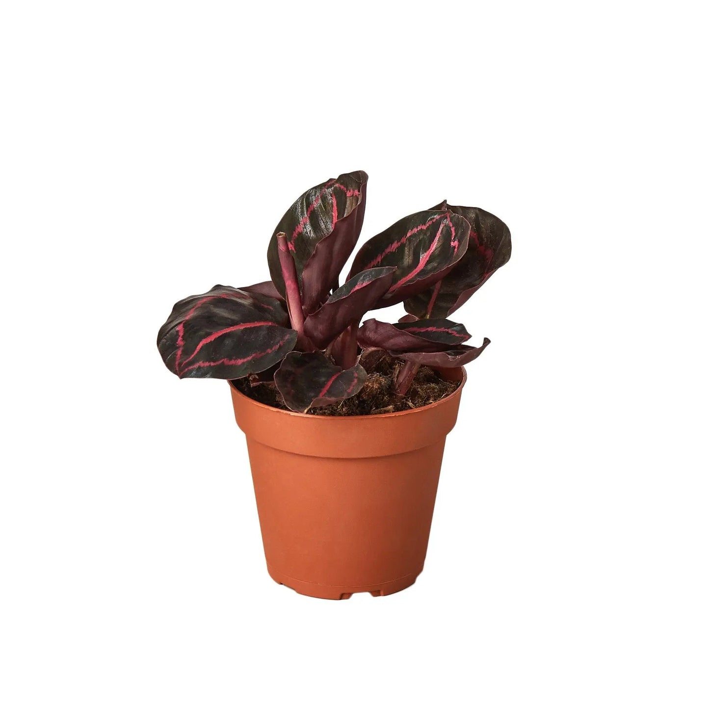 Calathea Dottie Calathea Dottie HouseplantExperience.com