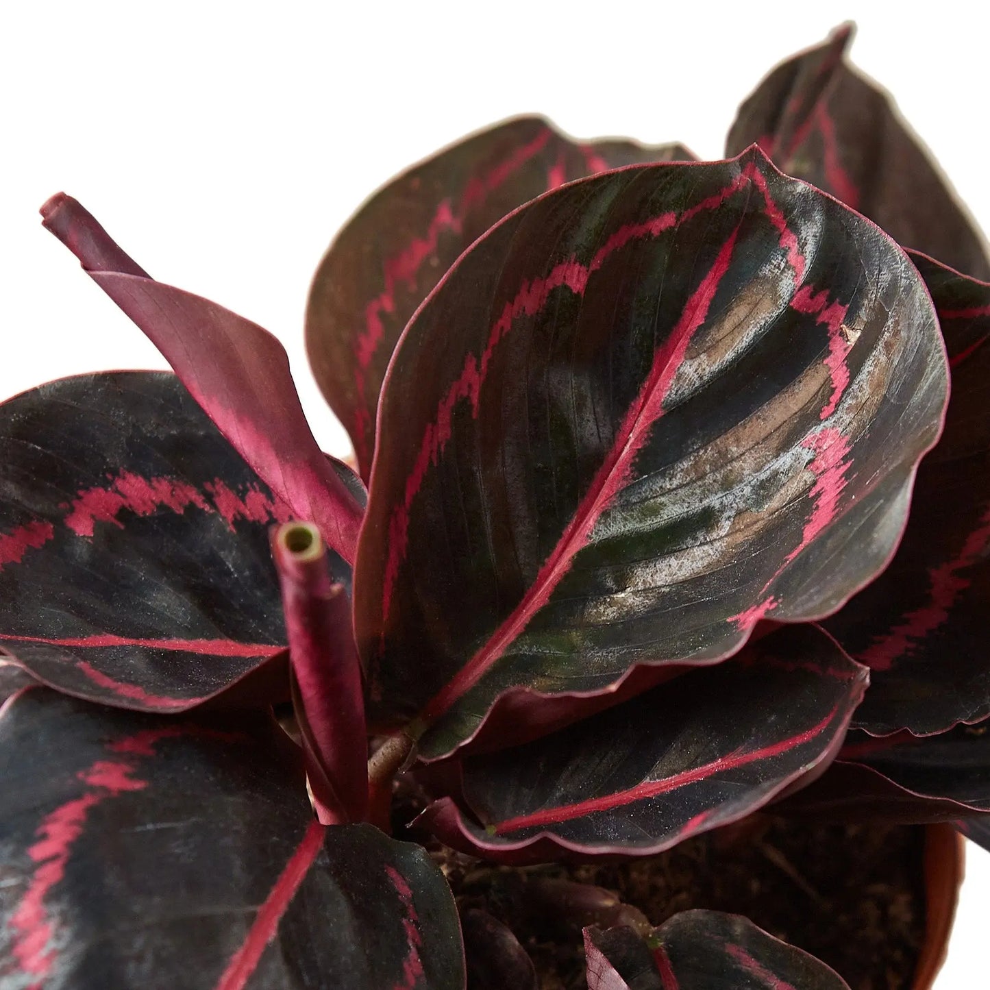 Calathea Dottie Calathea Dottie HouseplantExperience.com