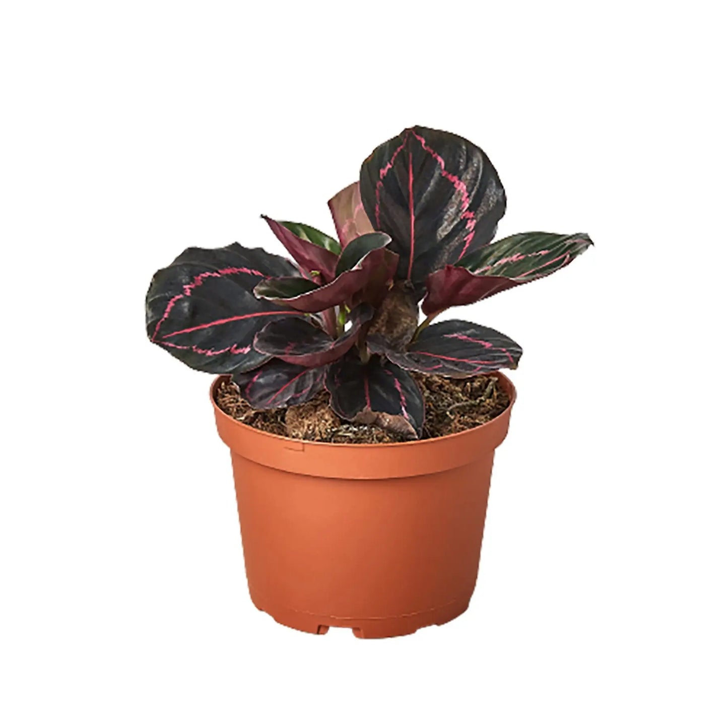 Calathea Dottie Calathea Dottie HouseplantExperience.com