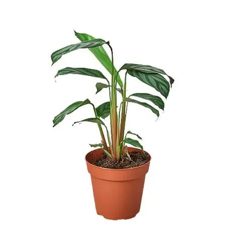 Calathea 'Grey Star' HouseplantExperience.com