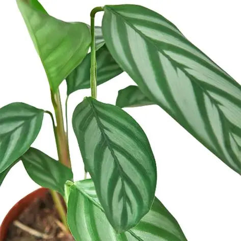 Calathea 'Grey Star' HouseplantExperience.com