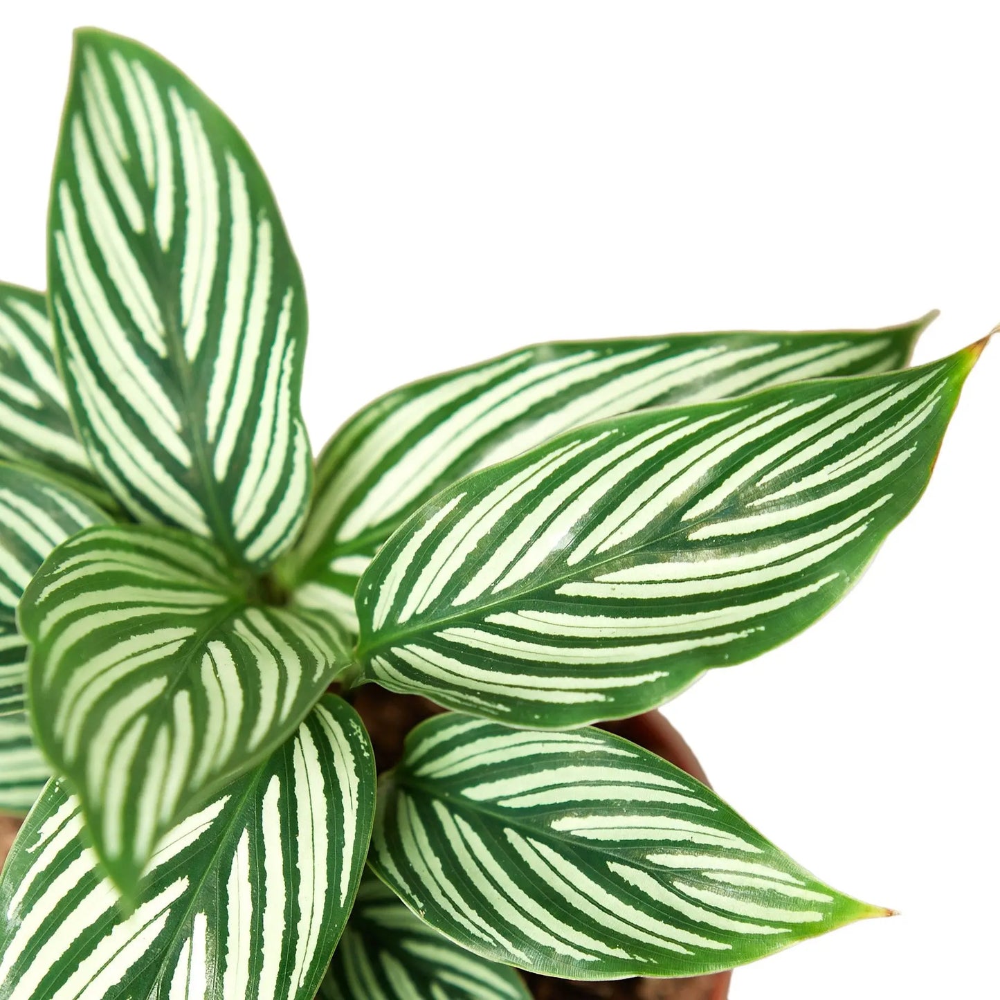 Calathea Vittata Calathea Vittata HouseplantExperience.com