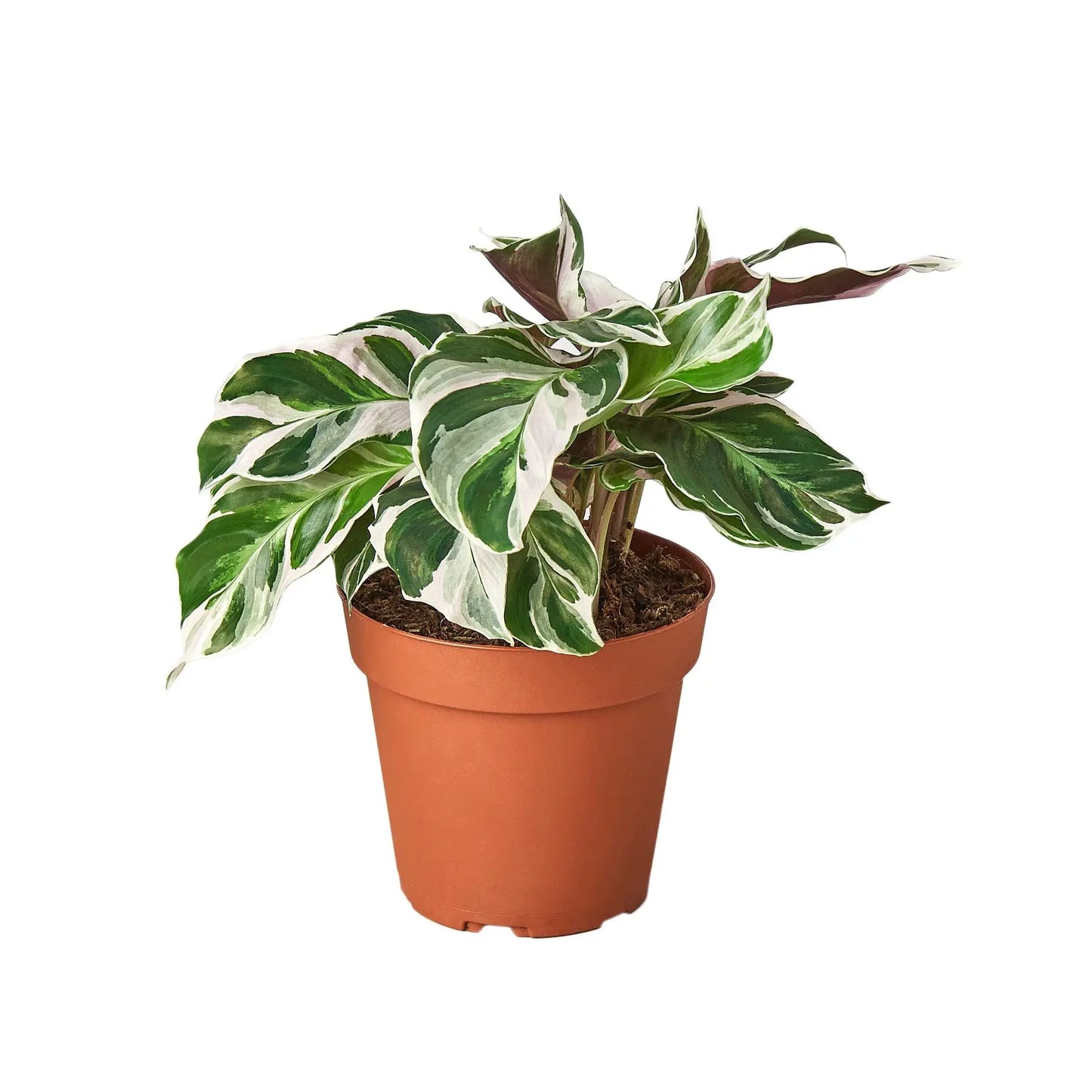 Calathea 'White Fusion' HouseplantExperience.com