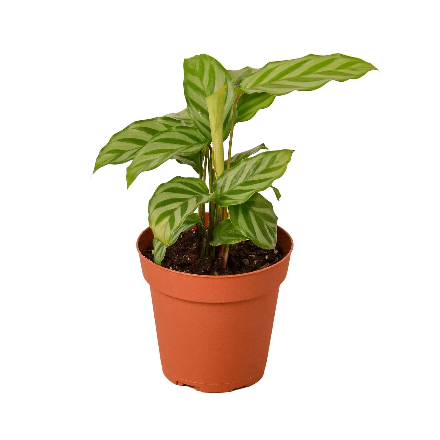 Calathea Concinna 'Freddie' HouseplantExperience.com