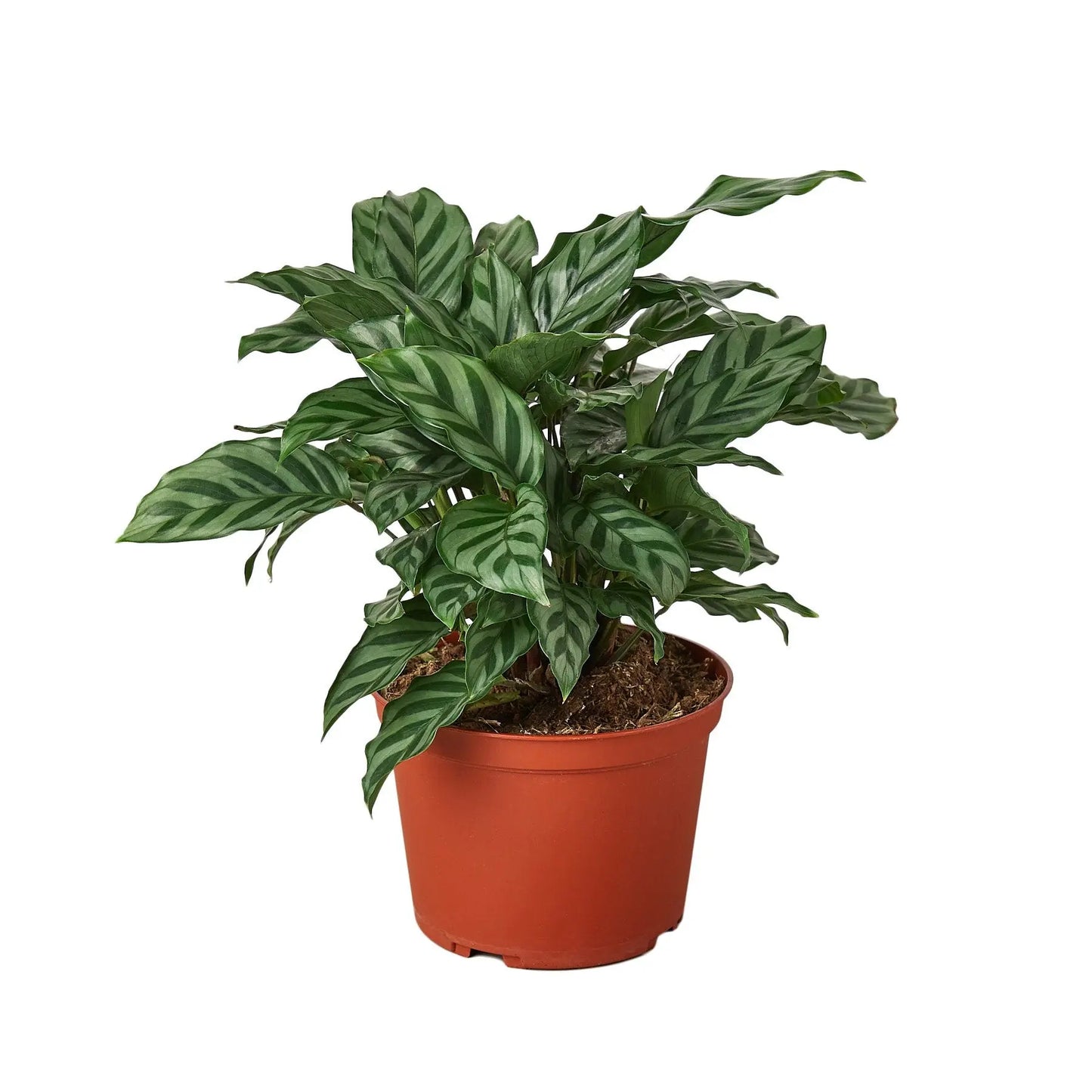Calathea Concinna 'Freddie' HouseplantExperience.com
