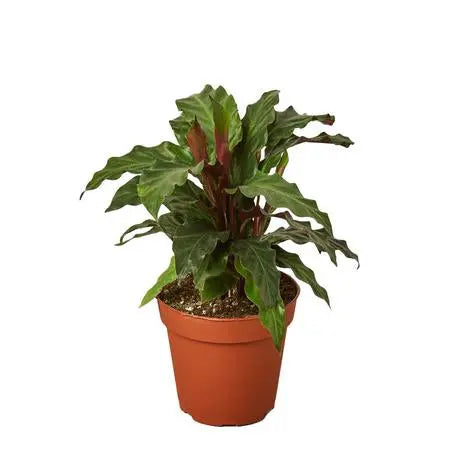 Calathea Rufibarba 'Furry Feather' HouseplantExperience.com