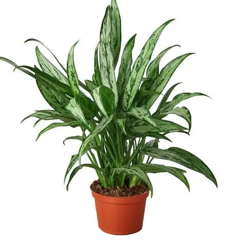 Chinese Evergreen 'Cutlass' HouseplantExperience.com