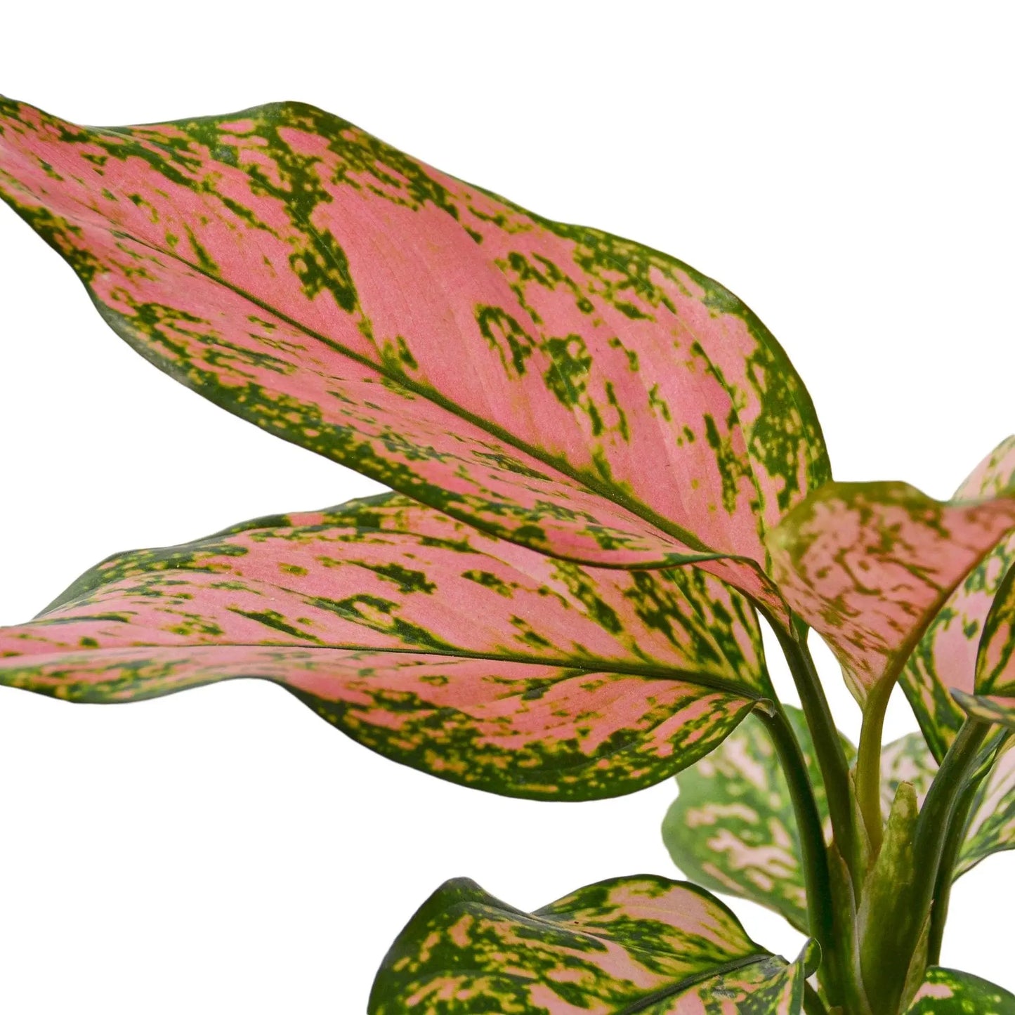 Chinese Evergreen 'Lady Valentine' HouseplantExperience.com