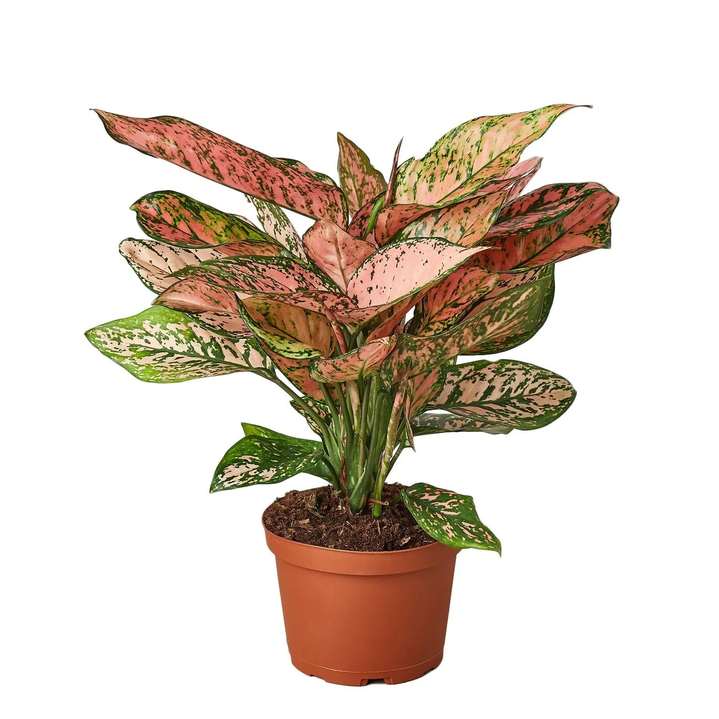 Chinese Evergreen 'Lady Valentine' HouseplantExperience.com
