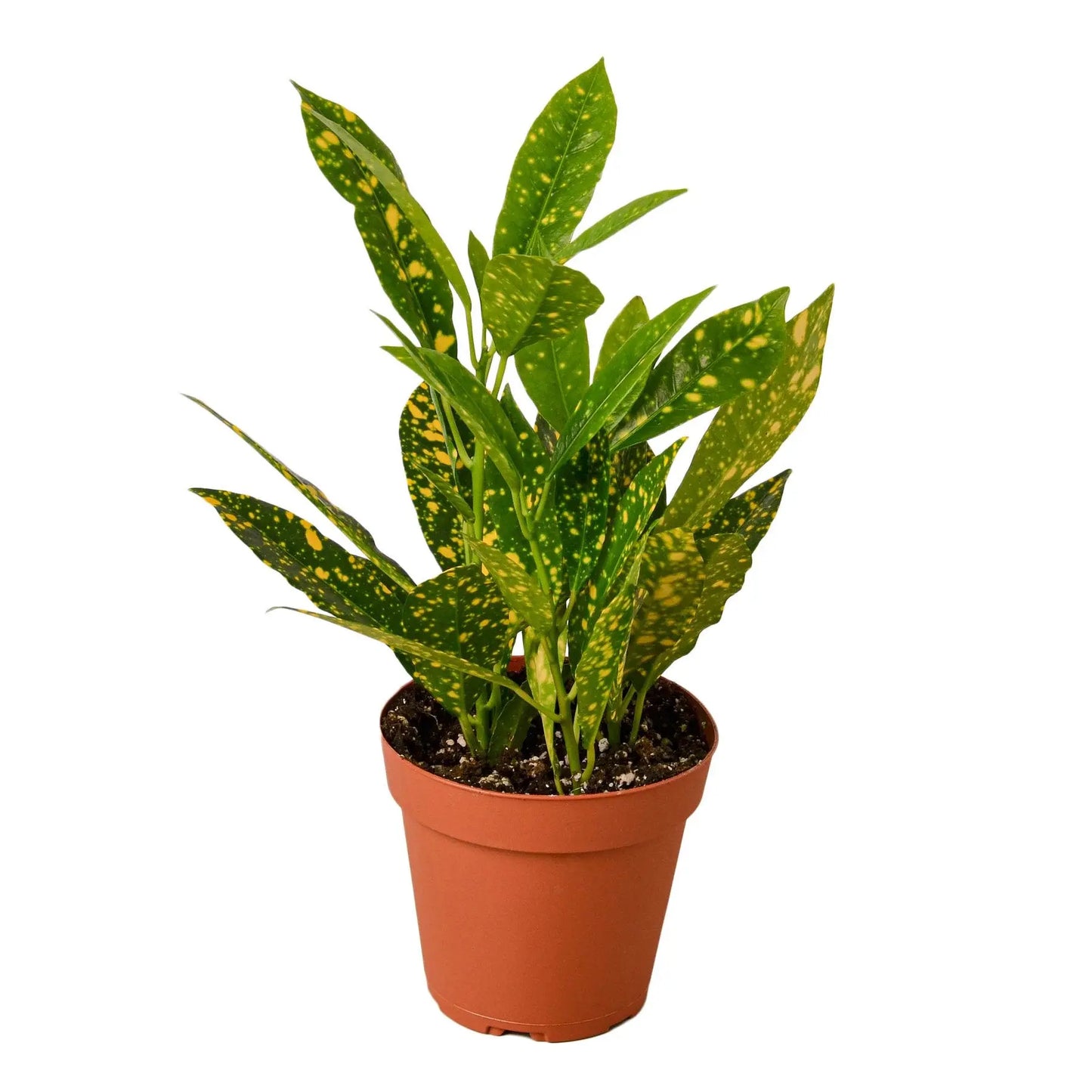 Croton 'Gold Dust' HouseplantExperience.com