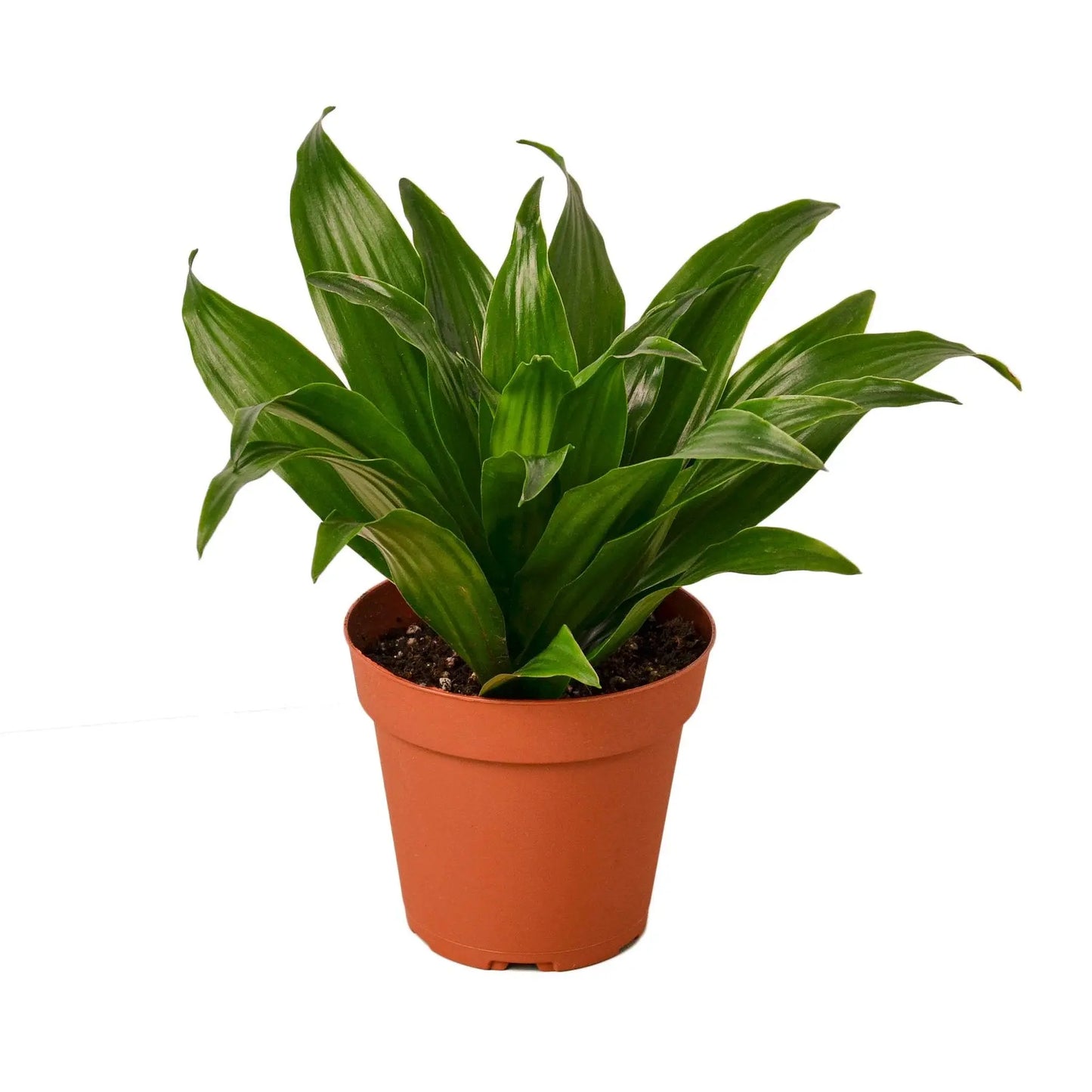 Dracaena Janet Craig Dracaena Janet Craig HouseplantExperience.com