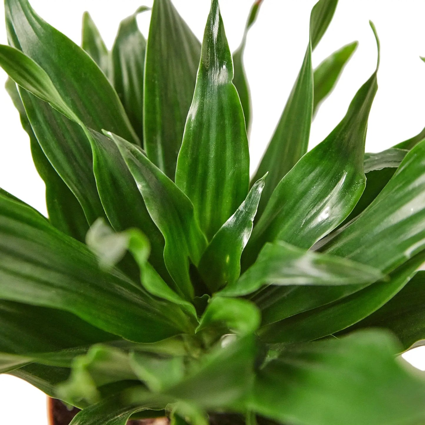 Dracaena Janet Craig Dracaena Janet Craig HouseplantExperience.com